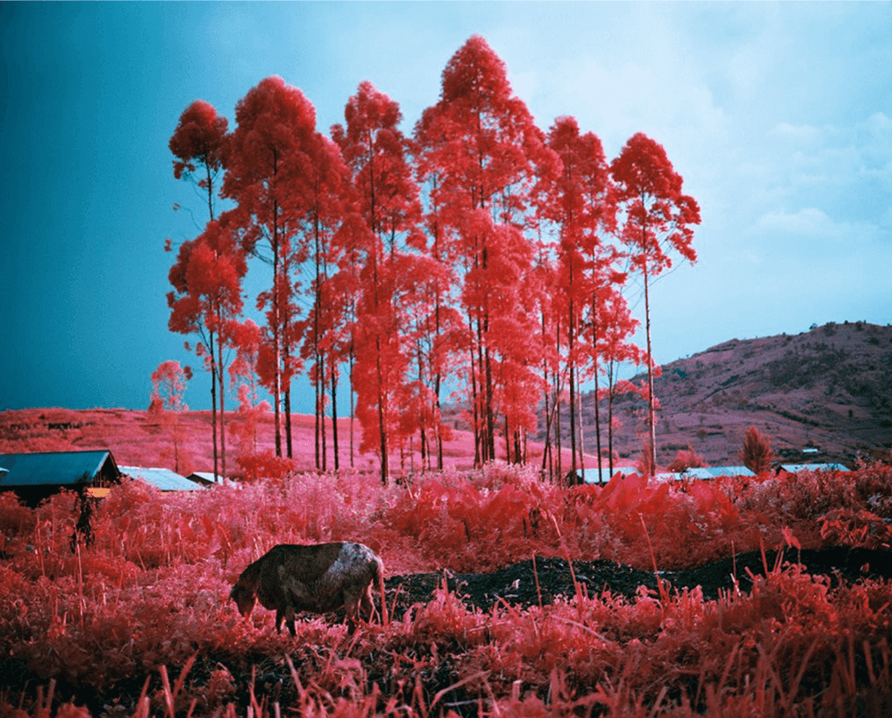 Richard Mosse, ‘Beginning to See the Light’, 2015, Photography, Digital C-Print, null, 