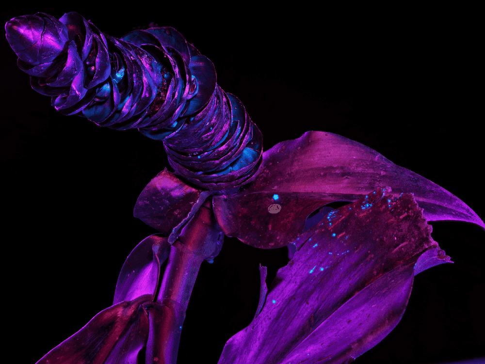 Richard Mosse, ‘Costus’, 2019, Photography, Digital c-print mounted on dibond, null, 