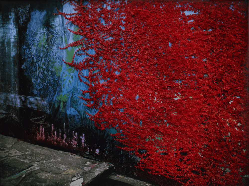 Richard Mosse, ‘Creeper, Belém do Pará’, 2023, Print, C-print, null, 