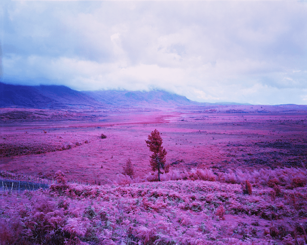 Richard Mosse, ‘Pink Flag’, 2015, Photography, Digital c-print, null, 