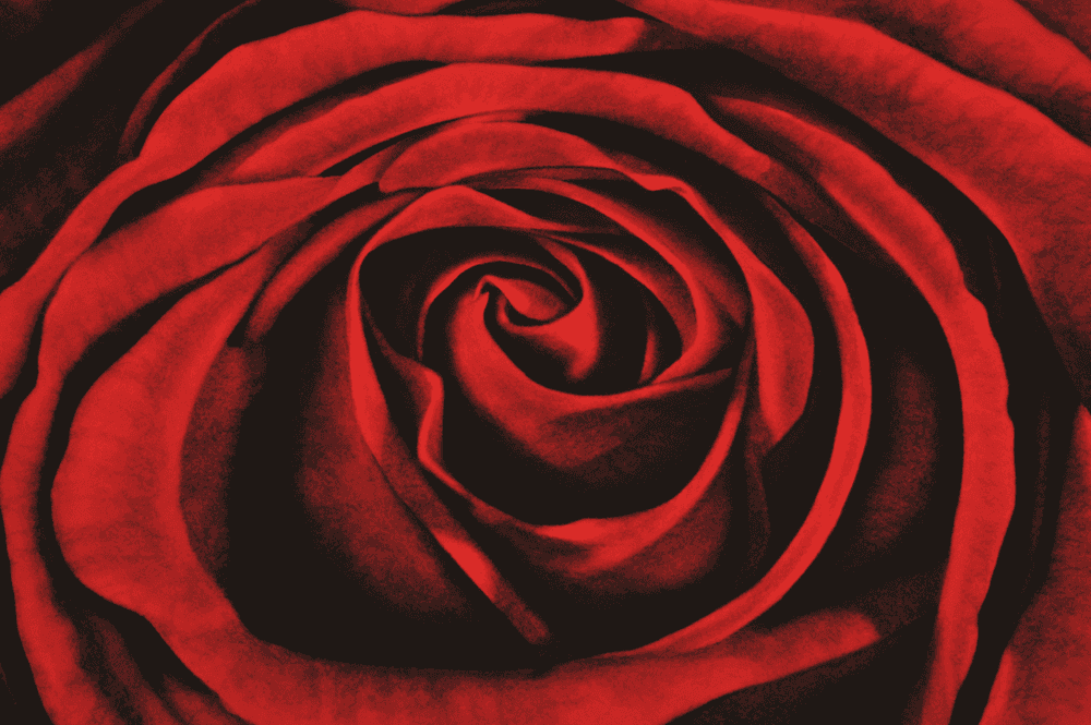 Robert Longo, ‘Rose, from Ophelia’, 2005, Print, Pigment Print, null, Numbered, Dated