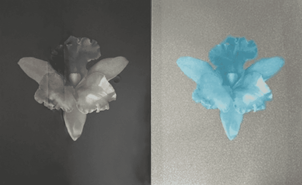 Robert Mapplethorpe, ‘Tampa Orchid’, 1986, Print, Photogravure, screenprint, null, 