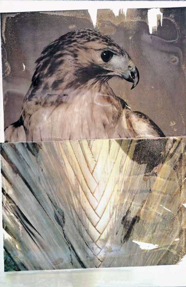Robert Rauschenberg, ‘Nature’, 1994, Print, Lithograph with vegetable dye water transfer on Arches Infinity paper, null, Numbered, Dated