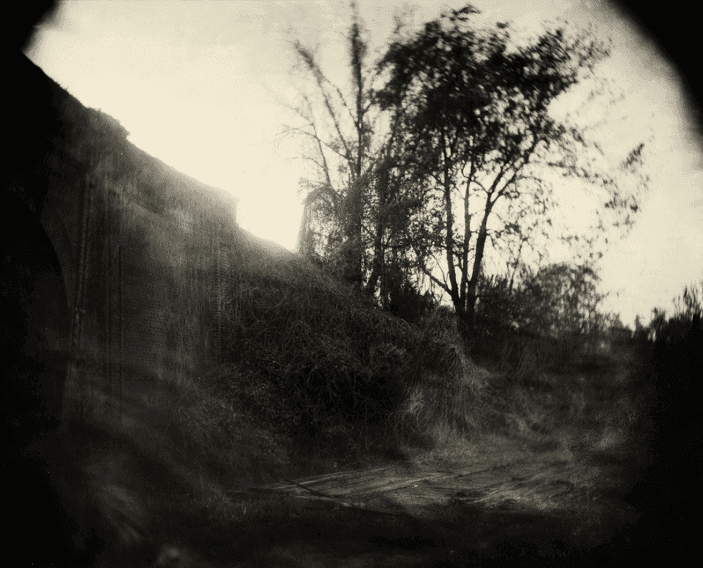 Sally Mann, ‘Georgia Untitled (Vines)’, 1996, Print, Tea-toned silver gelatin print, null, 