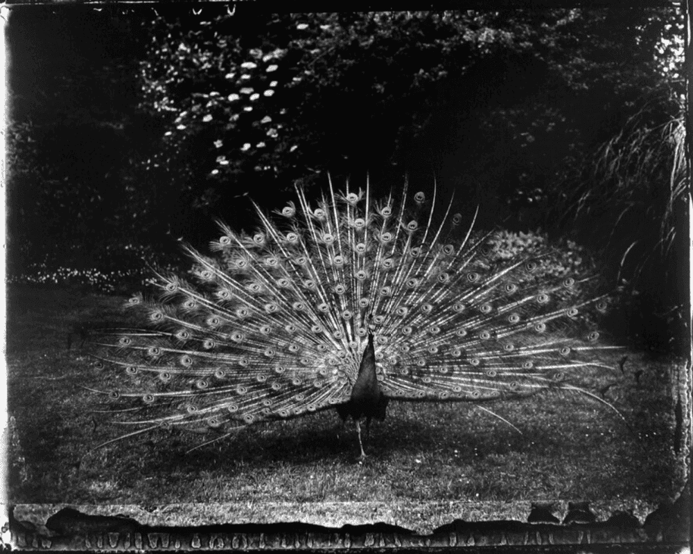 Sarah Moon, ‘Bagatelle’, 1989, Print, Gelatin silver print, null, Numbered, Dated