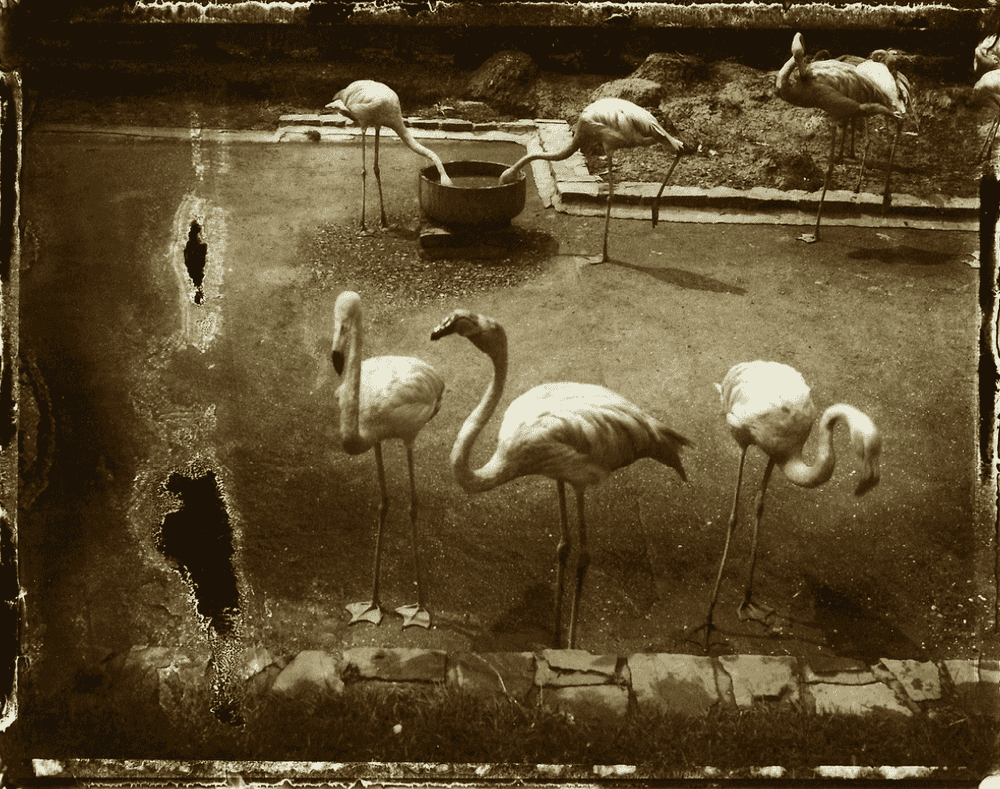 Sarah Moon, ‘Les Loiseaux d’Anvers’, 1990, Print, Gelatin Silver Print, null, Numbered