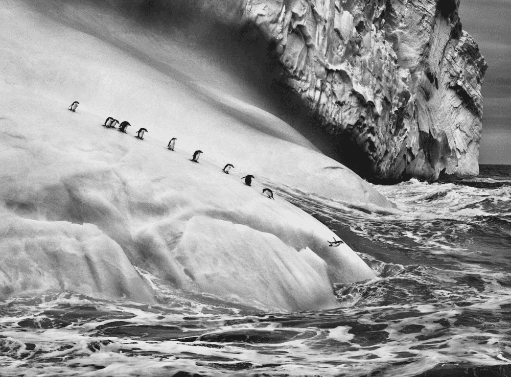 Sebastião Salgado, ‘Chinstrap Penguins on an Iceberg’, 2009, Print, Platinum-palladium print, null, 
