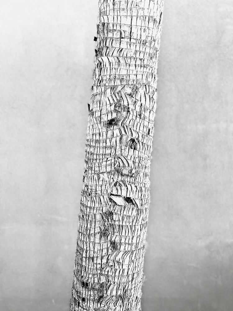 Stuart Möller, ‘Palm Bark’, 2022, Print, Archival Pigment Print, null, Numbered