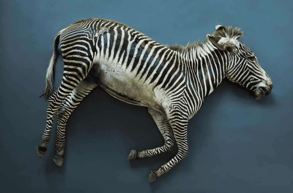 Thomas Struth, ‘Zebra (Equus grevyi), Leibniz IZW, Berlin’, 2017, Print, Inkjet print, null, Numbered