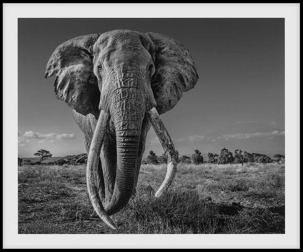 David Yarrow, ‘Space for Giants C1-1’, 2020, Print, Printed on Fuji Archival DP II Matt paper and framed in a black aluminium magnetic frame with 3mm acrylic glass and a passe-partout, Heni, Framed