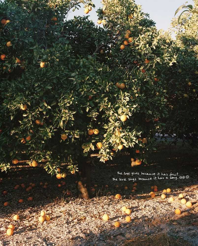 Vikram Kushwah, ‘Oranges and Sunshine (Medium)’, 2021, Print, Hahnemühle Photorag fine art cotton paper., null, Numbered
