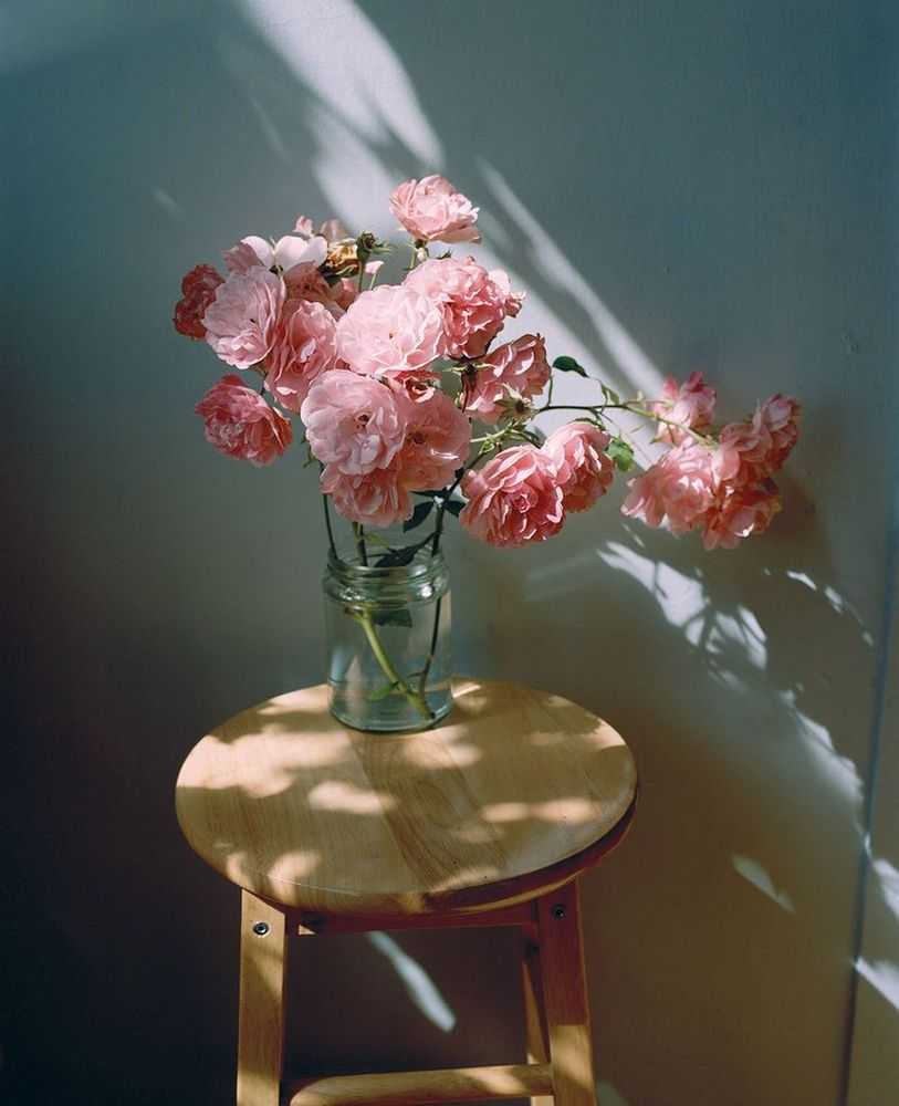 Vikram Kushwah, ‘Pink Roses in the Sun (Medium)’, 2020, Print, Hahnemühle Photorag fine art cotton paper., null, Numbered