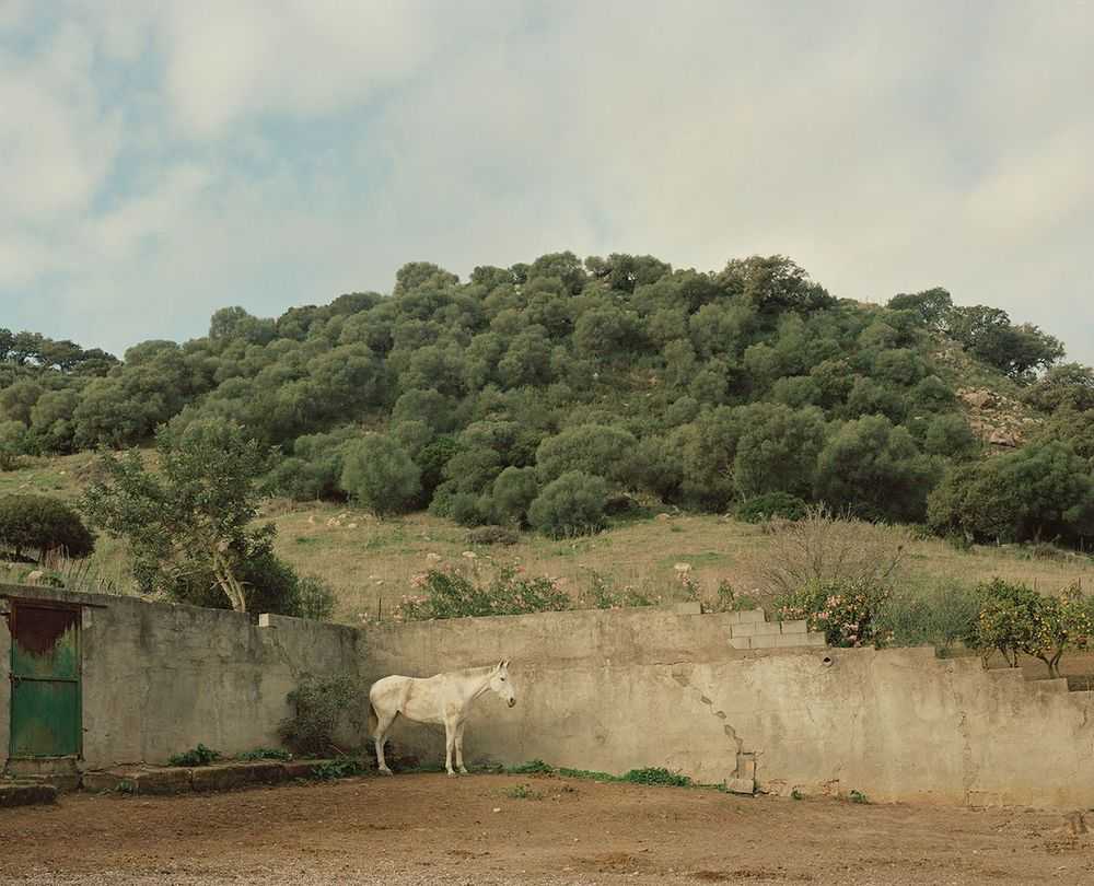 Vikram Kushwah, ‘The White Horse of Andalucia (Large)’, 2020, Print, Hahnemühle Photorag fine art cotton paper., null, Numbered