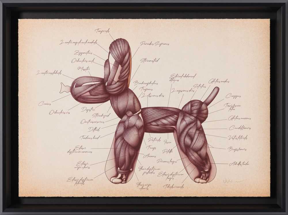 Whatshisname (Sebastian Burdon), ‘Anatomical Balloon Dog’, 2022, Print, Fine art print, Castle Fine Art, Numbered, Framed