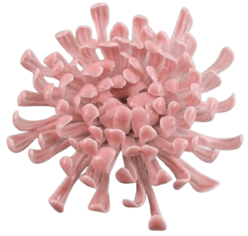 Chrysanthemum (Pink)