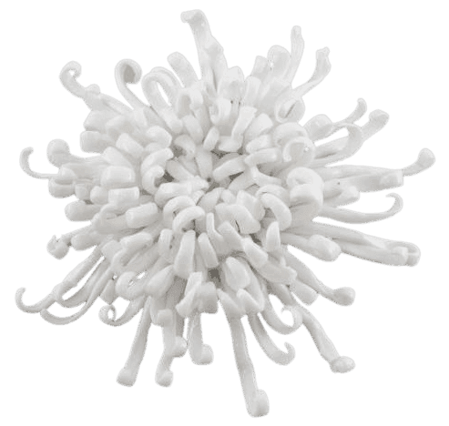 Chrysanthemum (White)