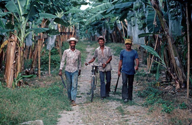 Artwork - Banana Plantation