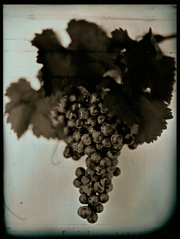 Artwork - Red Wine Grape I