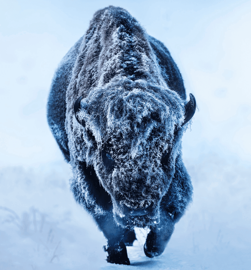 Artwork - American Primeval (Colour)