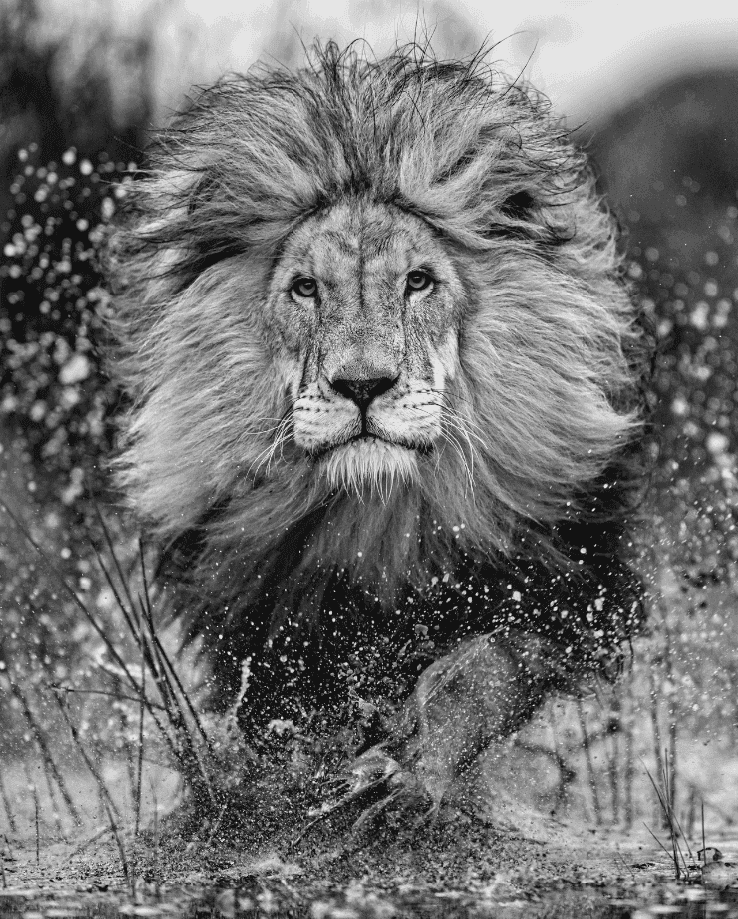 Artwork - King of Marsh - Kunsthuizen Exclusive
