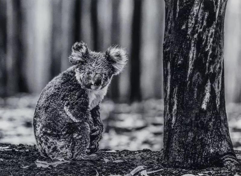 Artwork - Survivor (Koala Bear)