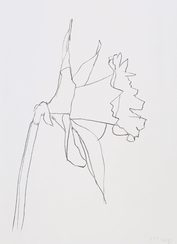 Artwork - Daffodil