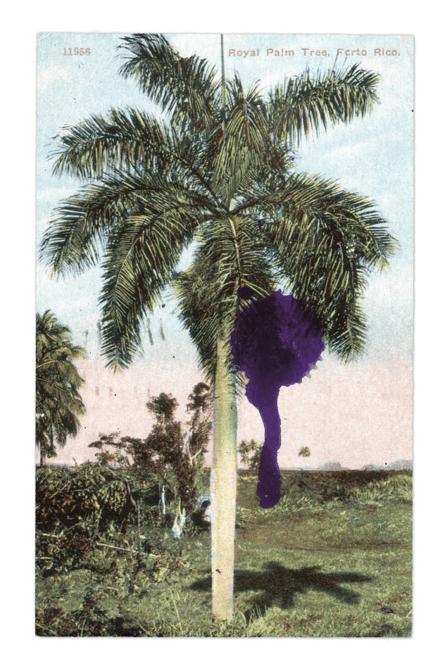 Artwork - Royal Palm