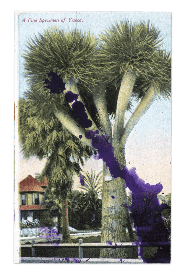 Artwork - Specimen of Yucca