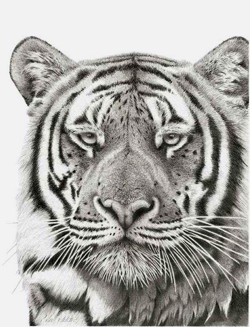 Artwork - Bengal Prince