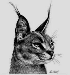 Artwork - Caracal