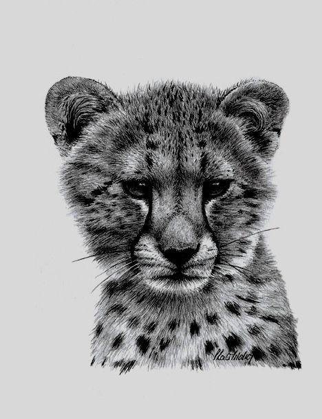 Artwork - Cheetah Study