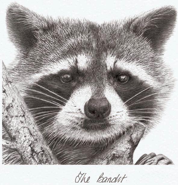 The Bandit
