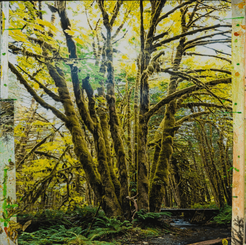 Artwork - Mossy Abandon
