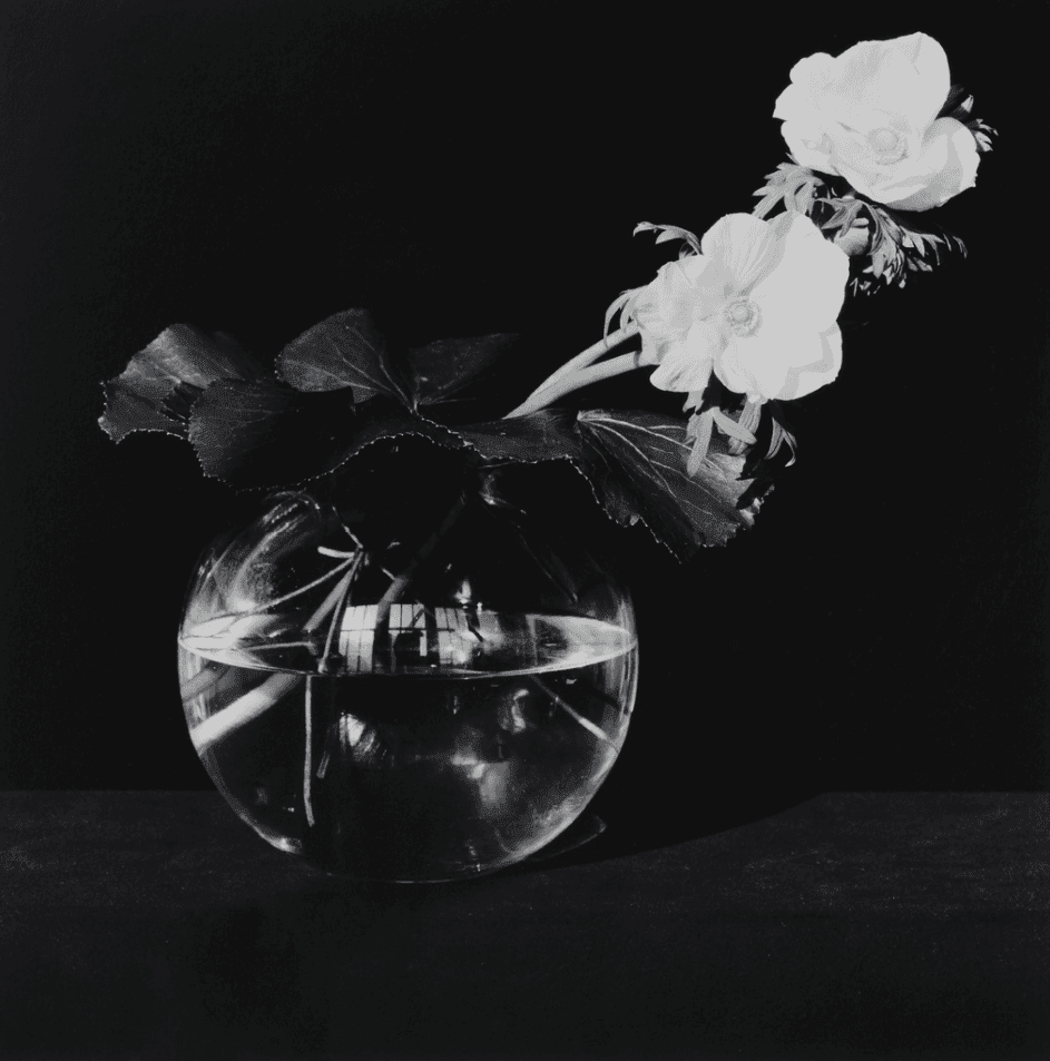 Artwork - Anemone (Flower)