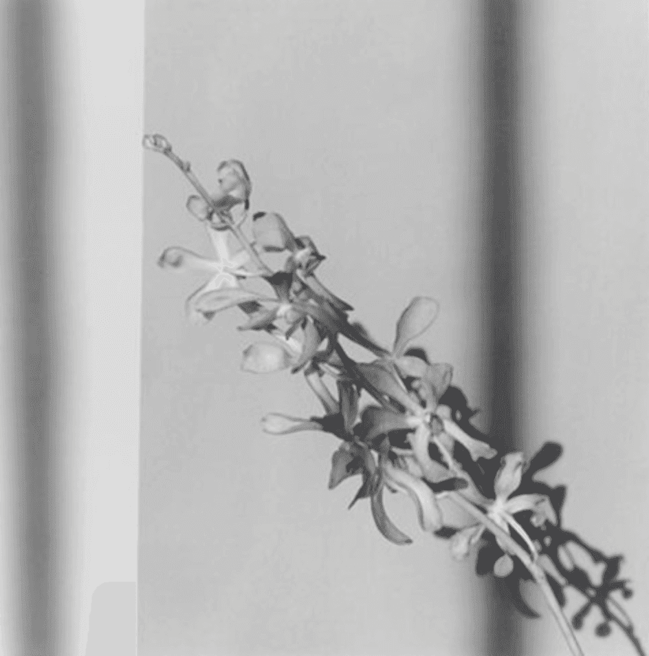 Artwork - Orchid