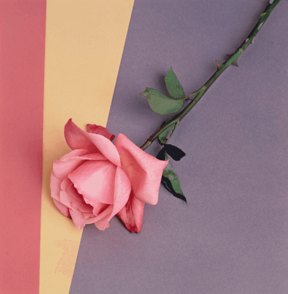 Artwork - Rose