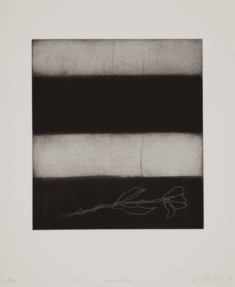 Artwork - White Rose