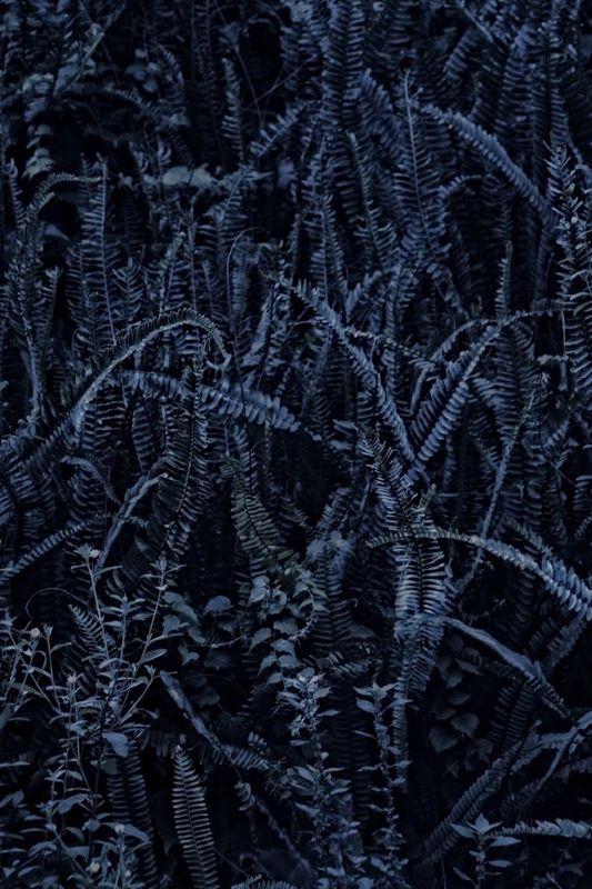 Artwork - Dark Fern