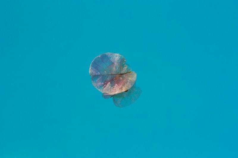 Artwork - Istan Petal