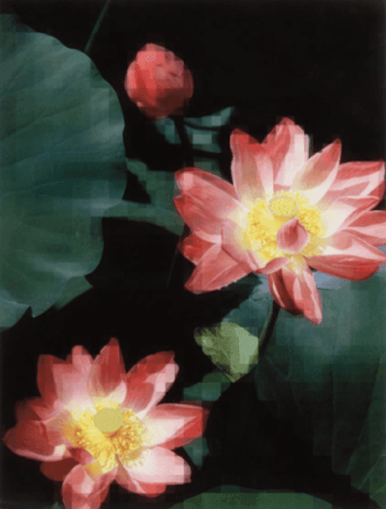 Artwork - Lotus Flower