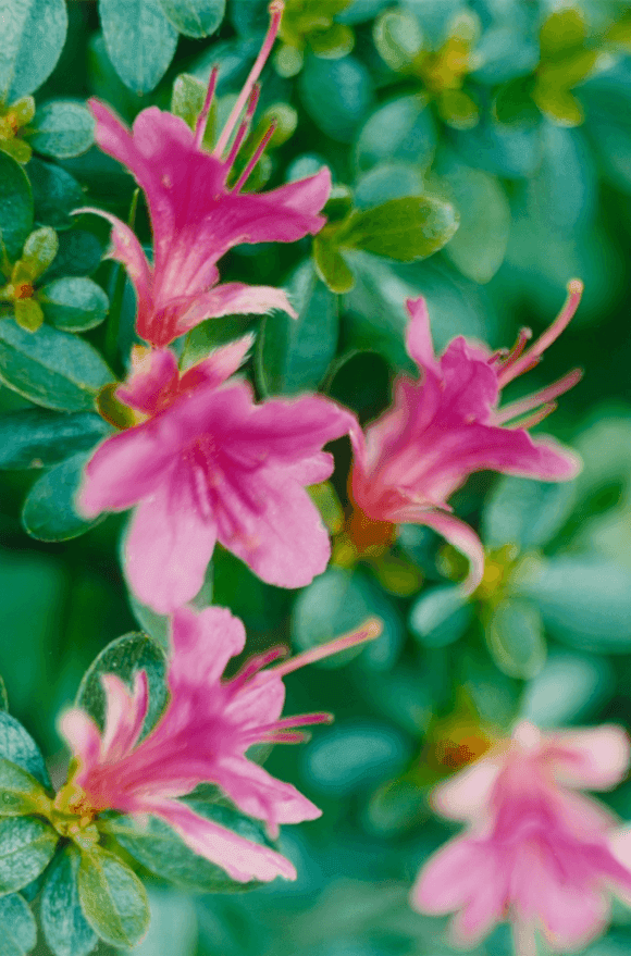 Artwork - Pink Azalea, Dusseldorf, 1993