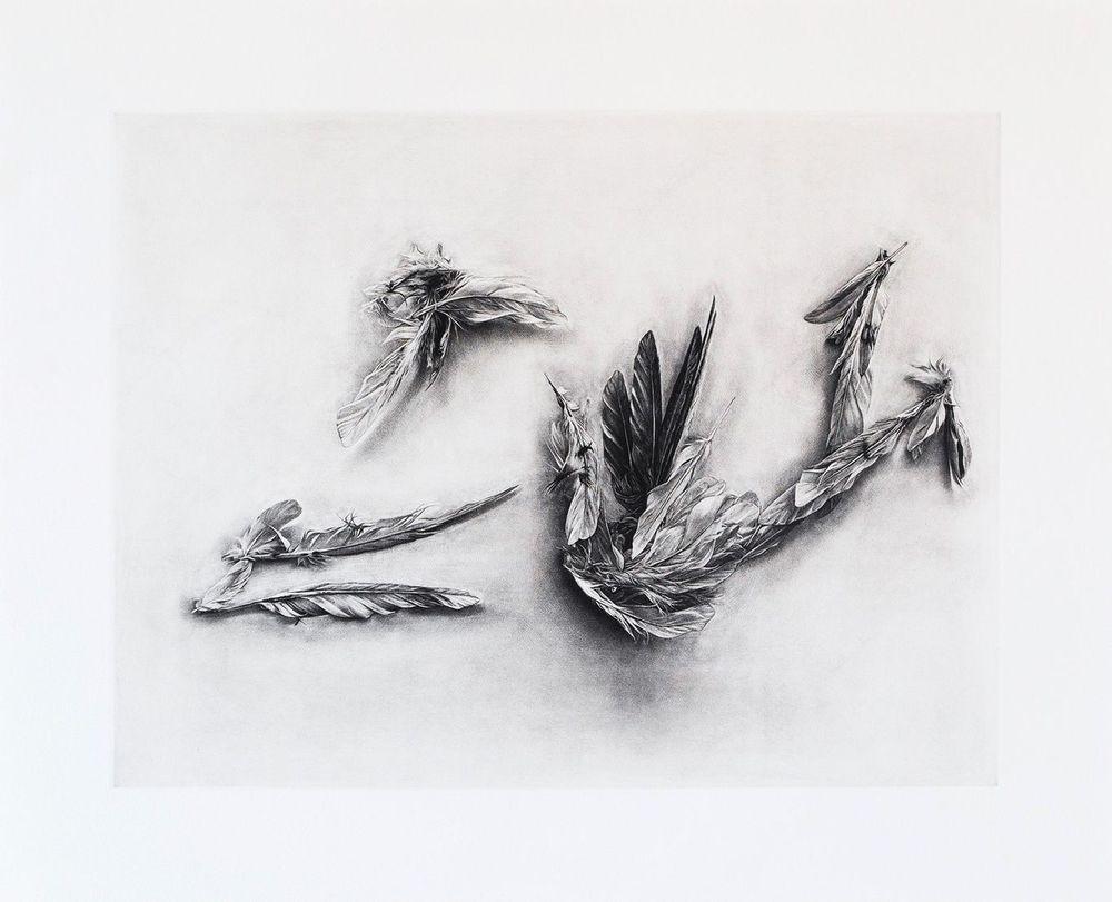 Artwork - Parrot Feathers