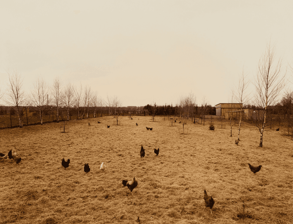 Artwork - Huhner, Krefeld Chickens