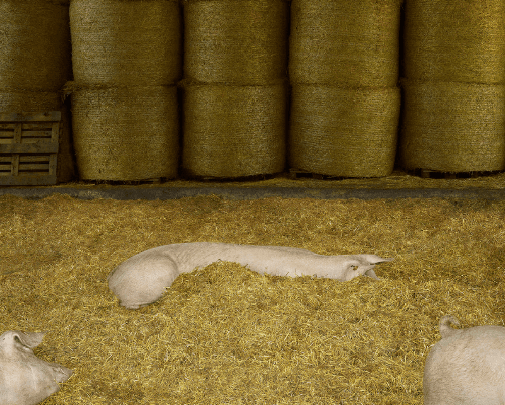 Artwork - Schweine I (Pigs I)
