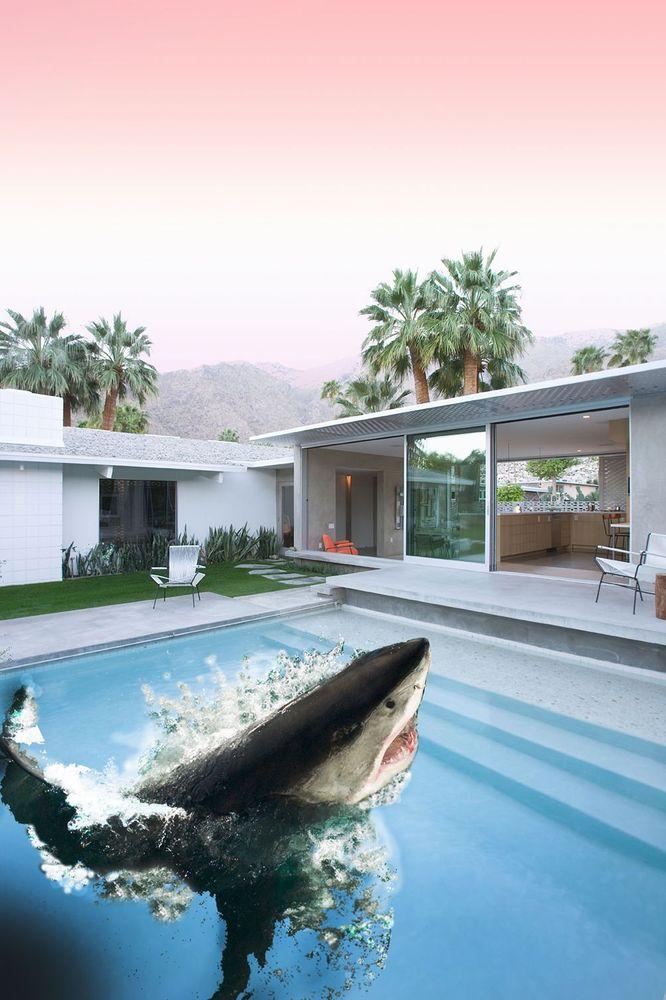 Artwork - Shark Pool