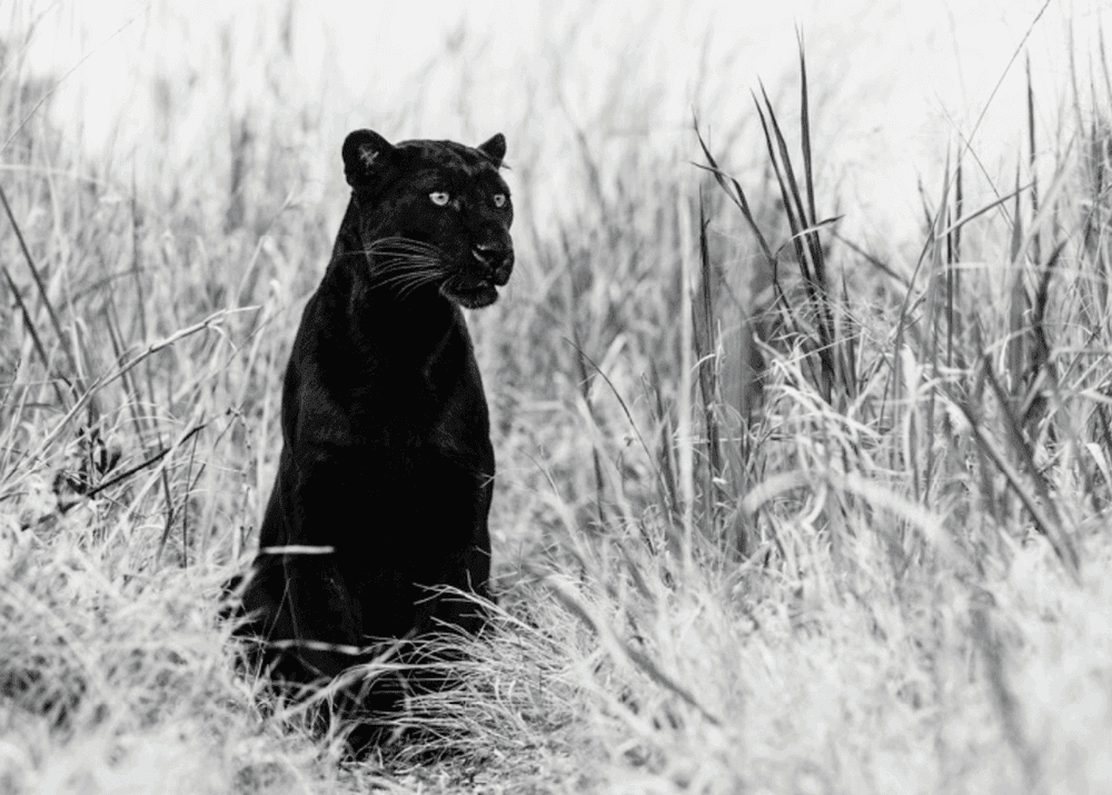 Artwork - Bagheera