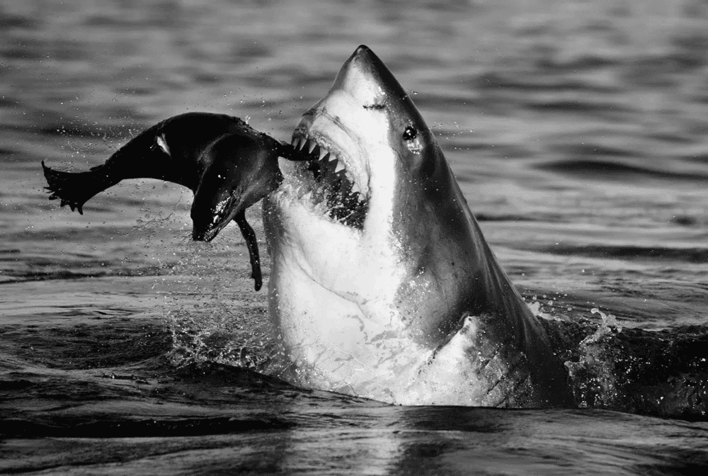 Artwork - Jaws