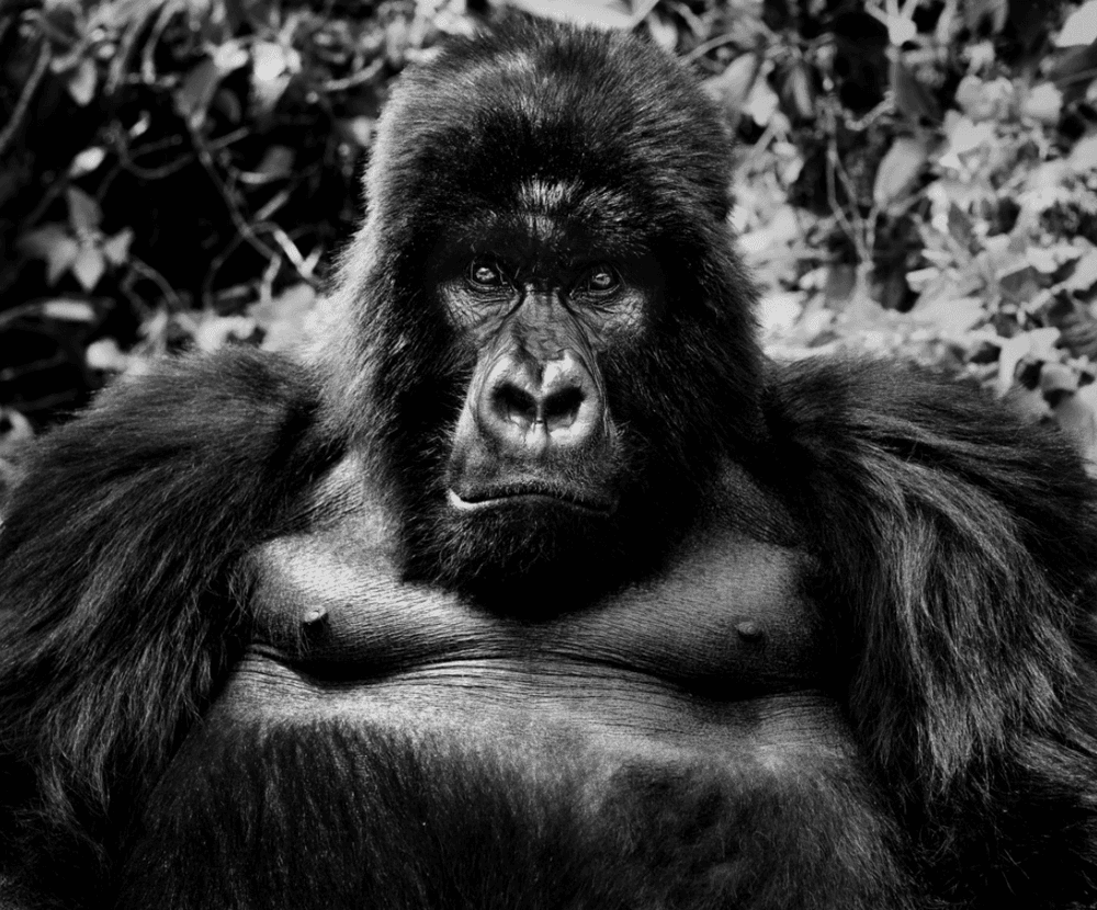 Artwork - King Kong