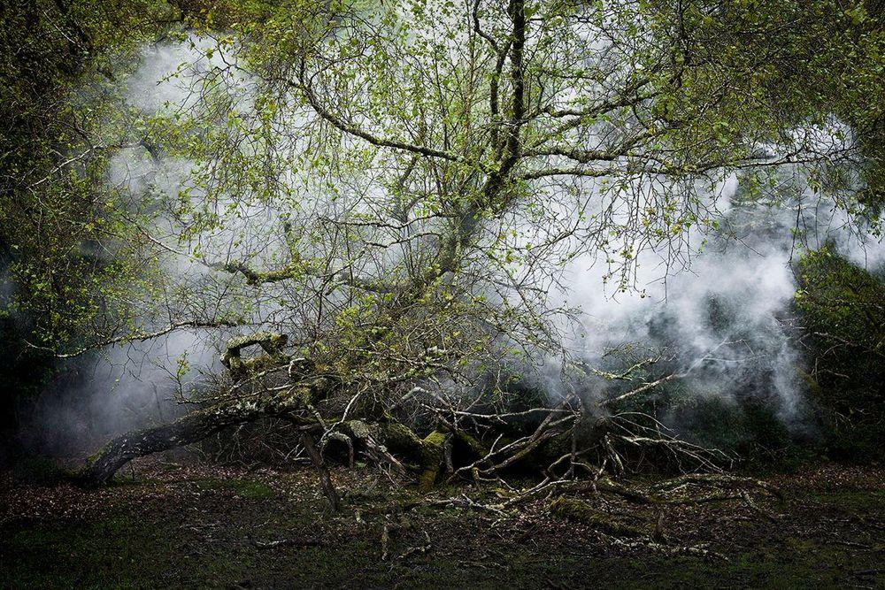 Artwork - Between The Trees 13 (Large)