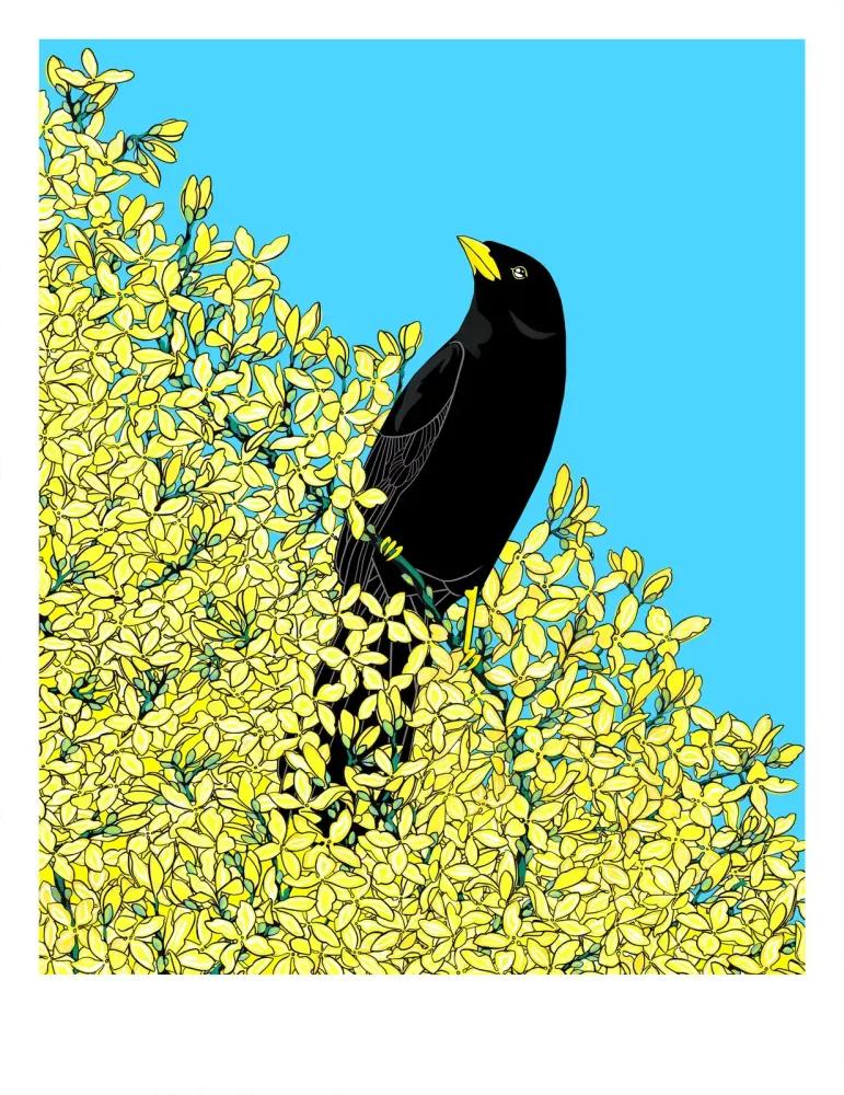 Artwork - Blackbird and Forsythia